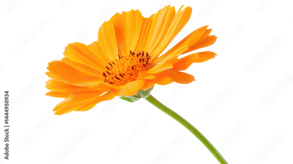 A Vibrant Orange Flower in Full Bloom with Delicate Petals and a Graceful Stem, Perfect for Nature Illustrations, Floral Designs, and Garden Themes