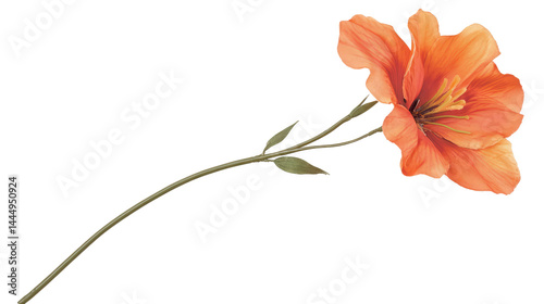 Obraz na płótnie Delicate orange flower with soft petals and green leaves isolated on a clean background, perfect for botanical illustrations and nature-themed designs w salonie