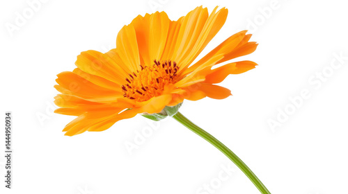 Obraz na płótnie A Vibrant Orange Flower in Full Bloom with Delicate Petals and a Graceful Stem, Perfect for Nature Illustrations, Floral Designs, and Garden Themes w salonie