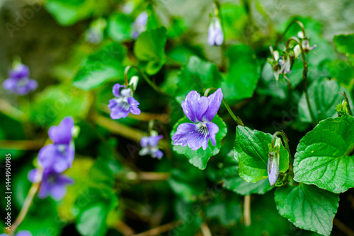 Obraz na płótnie heath dog-violet in close-up, purple flowers with green leaves w salonie