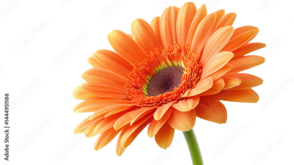 Vibrant Orange Gerbera Daisy Blooming Against a Soft Background, Showcasing Petals and Center Details, Perfect for Nature and Floral Photography Needs