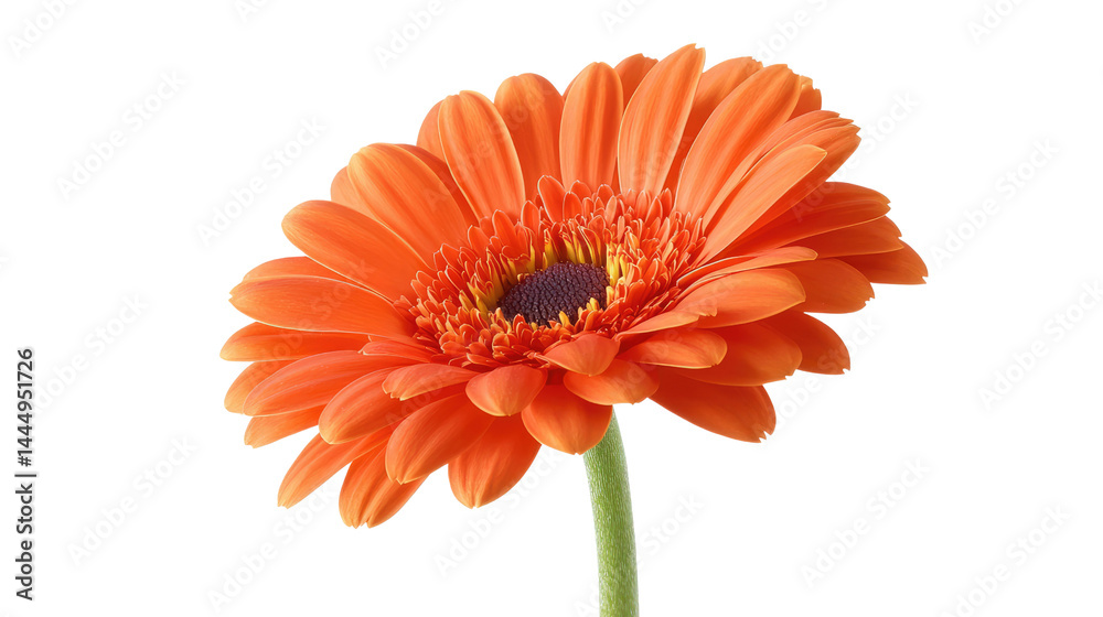 Vibrant Orange Gerbera Daisy Flower Isolated Against Black Background, Perfect for Celebrations, Floral Arrangements, or Nature-Themed Projects and Designs