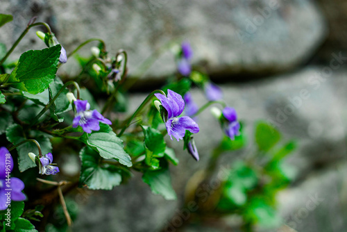 Viola canina in close-up, small purple flowers growing on a stone wall