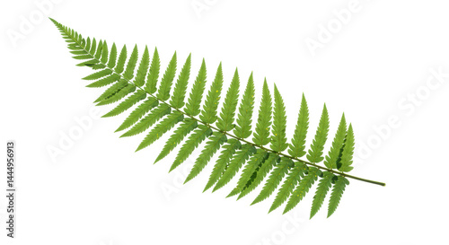 Isolated Fern Leaf