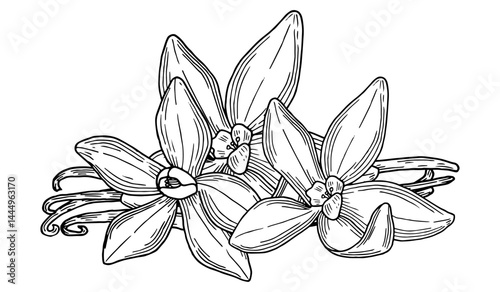 Vanilla hand drawn composition. Beautifully detailed black and white drawing of vanilla beans and flowers. Ink sketch illustration for branding and package design. Clip art food and spice. 