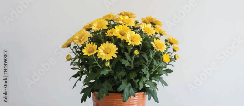 Potted Yellow Chrysanthemum Flowers Blooming Brightly