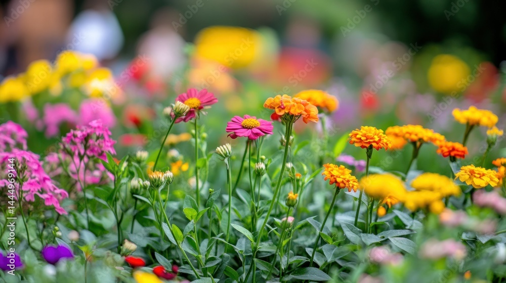 A colorful collection of various blooming flowers in a garden