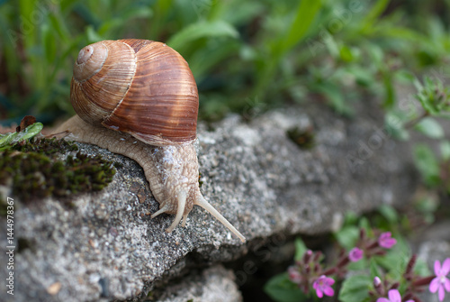 lumaca nel bosco sopra un sasso