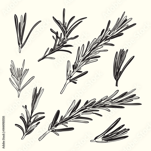 Hand-Drawn Rosemary Herb Sprigs Illustration Set