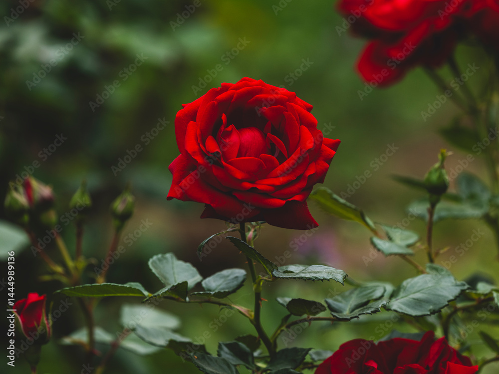 Fototapeta premium beautiful red rose in the nature