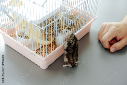 Hamster exploring its cage while a person watches intently in a cozy indoor setting