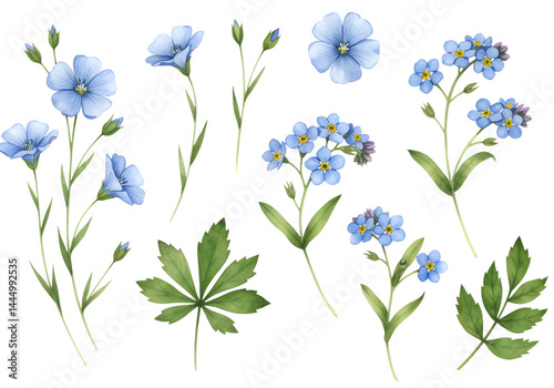 Fototapeta Naklejka Na Ścianę i Meble -   Blue Flax and Forget-Me-Not Watercolor Set - Isolated on transparent background