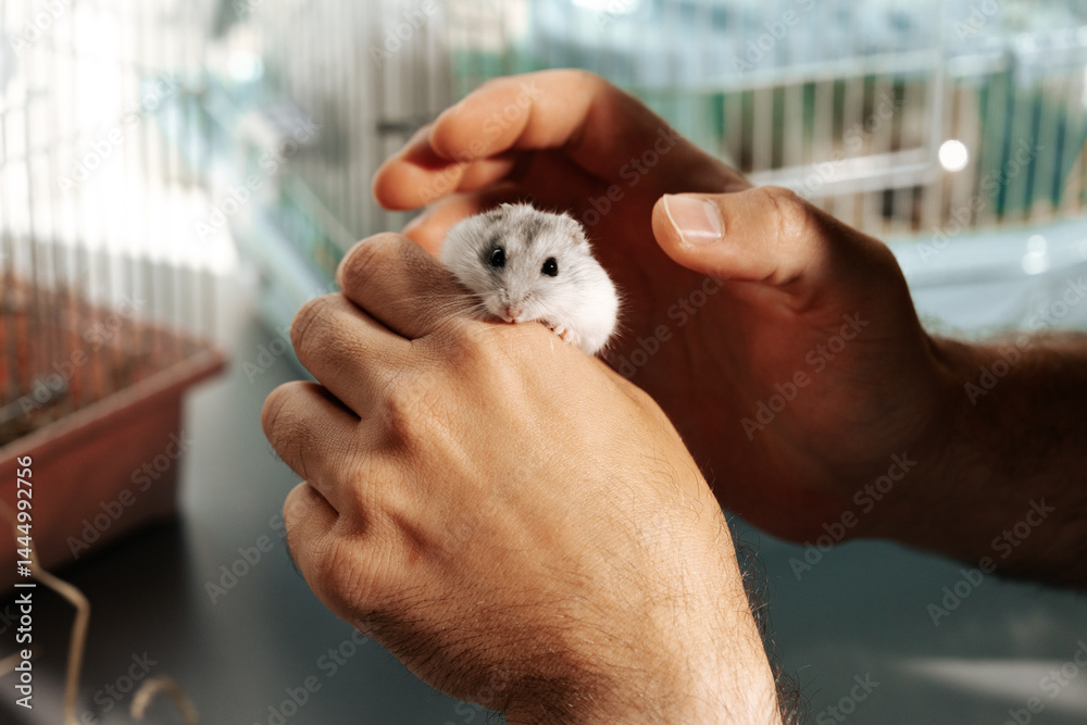 Caring for a pet hamster during a gentle interaction in a well-lit indoor setting