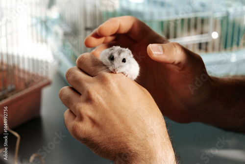 Obraz na płótnie Caring for a pet hamster during a gentle interaction in a well-lit indoor setting w salonie