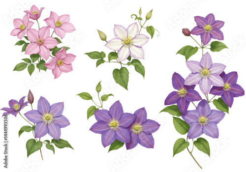 Watercolor Clematis Flower Set Isolated on Transparent Background

