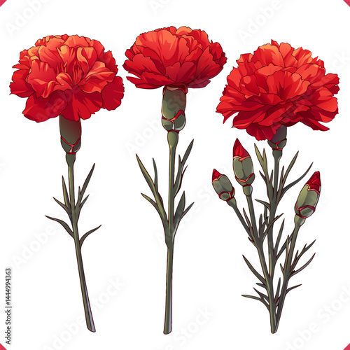 Set of different red carnations on white background. Flat vector illustration. Red flowers and green leafs. Vector EPS 10