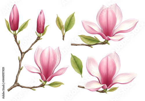 Pink Magnolia Flowers and Buds Illustration Isolated on Transparent Background

