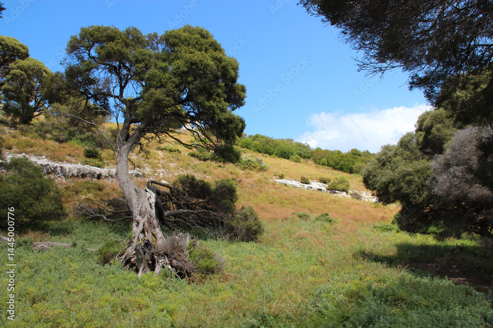 countryside at rottnest island in australia
