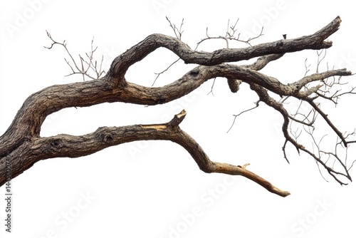 Dead tree branch, gnarled and twisted, against a white background  The texture of the bark is rough and the branch extends outward, showing signs of age and decay
