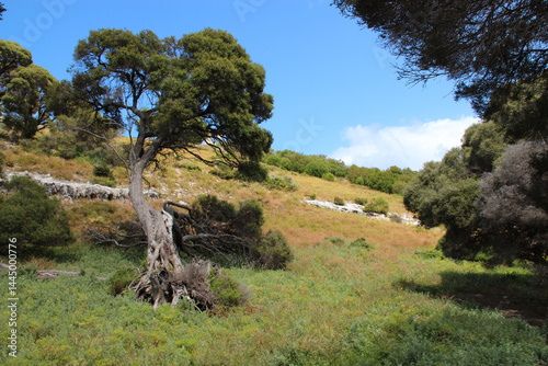 Obraz na płótnie countryside at rottnest island in australia w salonie
