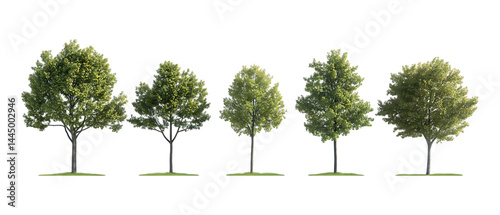 Pack of Maple Leaves Against Transparent Background for Autumn Branding, Seasonal Design, or Nature Projects photo