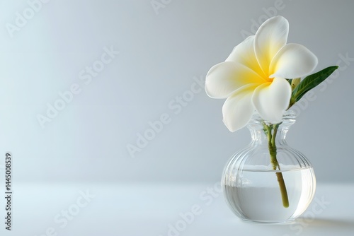 Frangipani in Transparent Vase Isolated