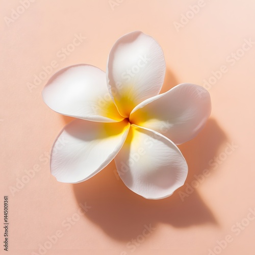  Close-Up White Frangipani Isolated
