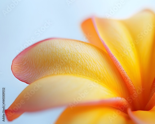 Yellow Frangipani Macro Shot