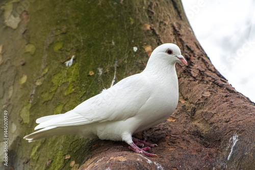 Pigeon biset mâle leucique blanc aux yeux noirs dans un arbre