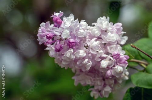 Lilacs are blooming in the park. The clusters of flowers are pleasing to the eye. The scent of blooming lilacs spreads around.