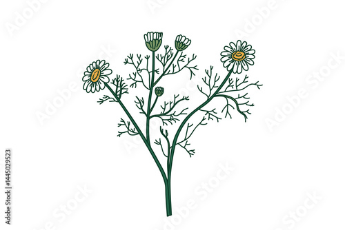 Botanical bouquet chamomile isolated on white background. Hand drawn medicinal plant with Stems Leaves Flowers vector illustration. Graphic design element for Birthday Greeting Card Print Poster Page