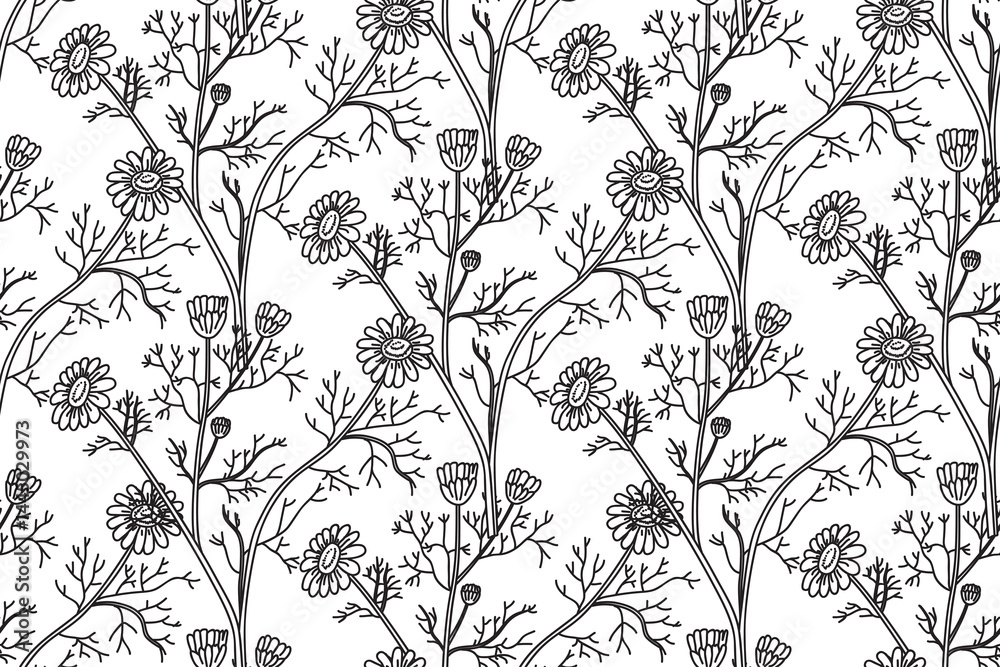 Line art botanical seamless floral pattern with flowers chamomile vector illustration. Black outline repeating daisy plants in white background. Graphic design for Fashion Cover Textile Wedding Print Line art botanical seamless floral pattern with flowers chamomile vector illustration. Black outline repeating daisy plants in white background. Graphic design for Fashion Cover Textile Wedding Print