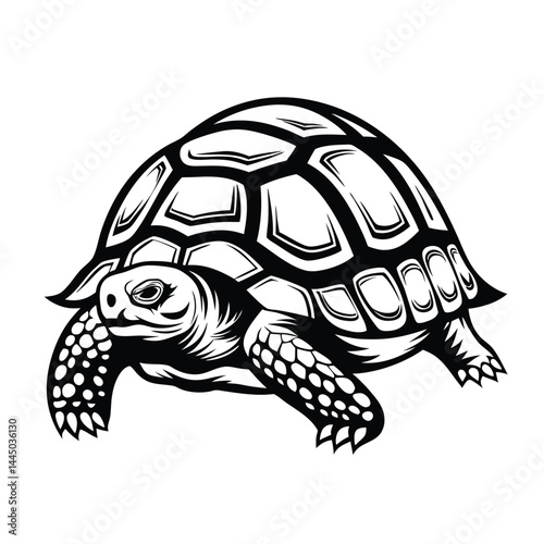 Monochrome of a Turtle With Intricate Shell Detailing on White Backdrop