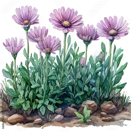 Cape Daisy Opening At Dawn, watercolor vector, isolated on a white background.