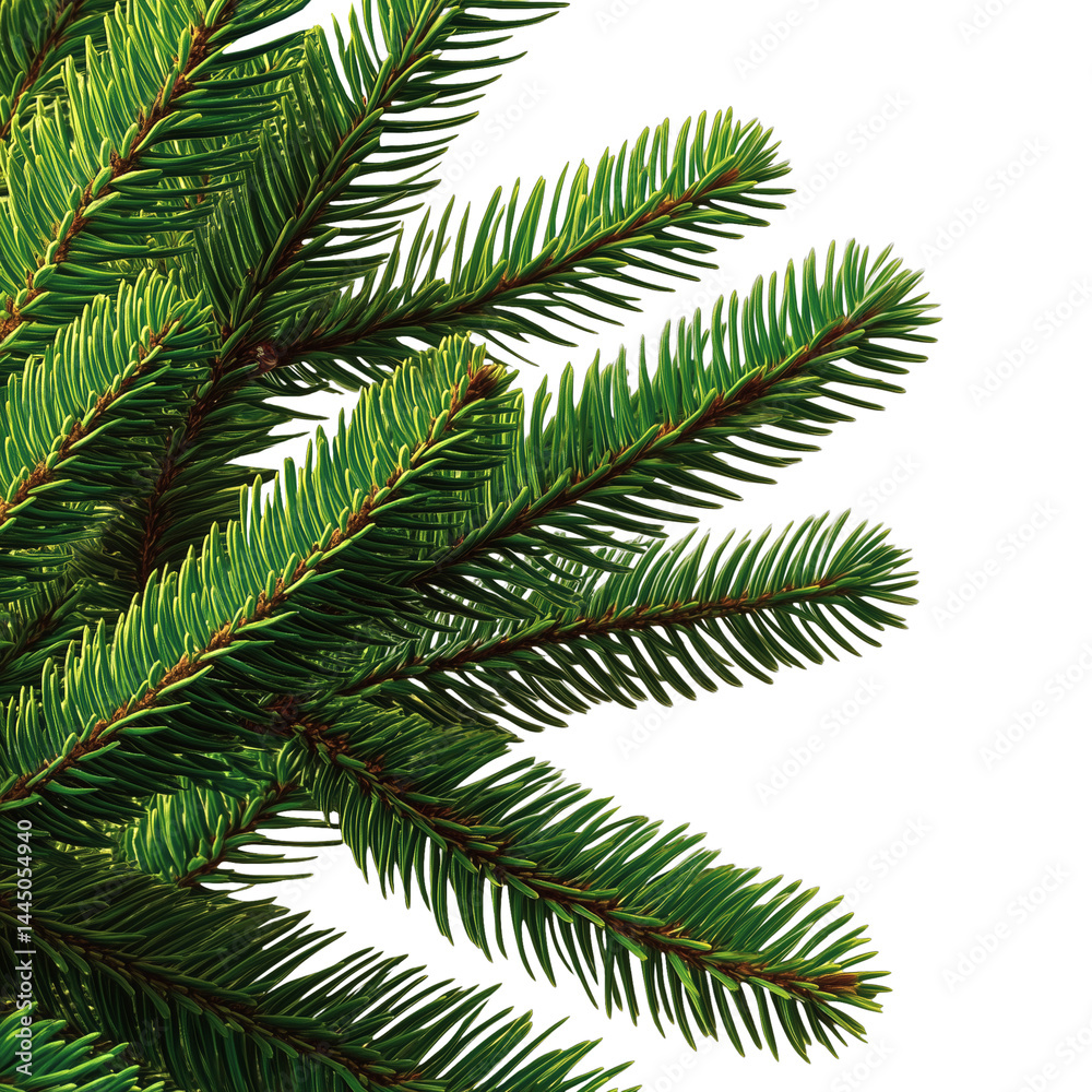 Fir tree branches close-up Fir tree branches close-up