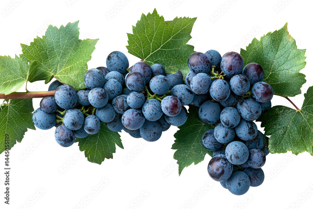 Fototapeta premium Lush Blue Grapes on Vine Fresh Harvest Vibrant Clusters Perfect for Winemaking
