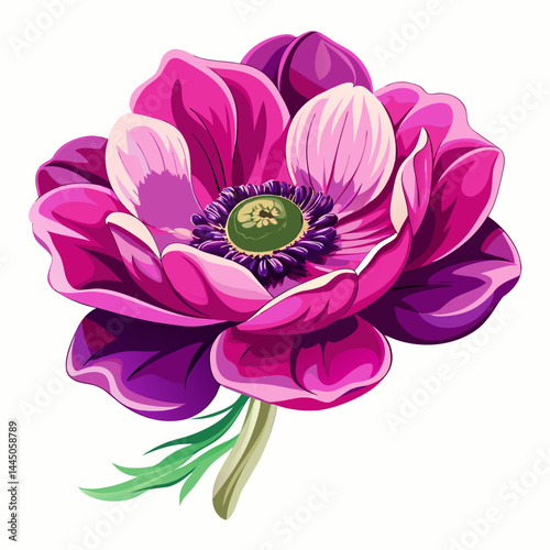 Vibrant Pink and Purple Anemone Flower Illustration for Botanical Art.