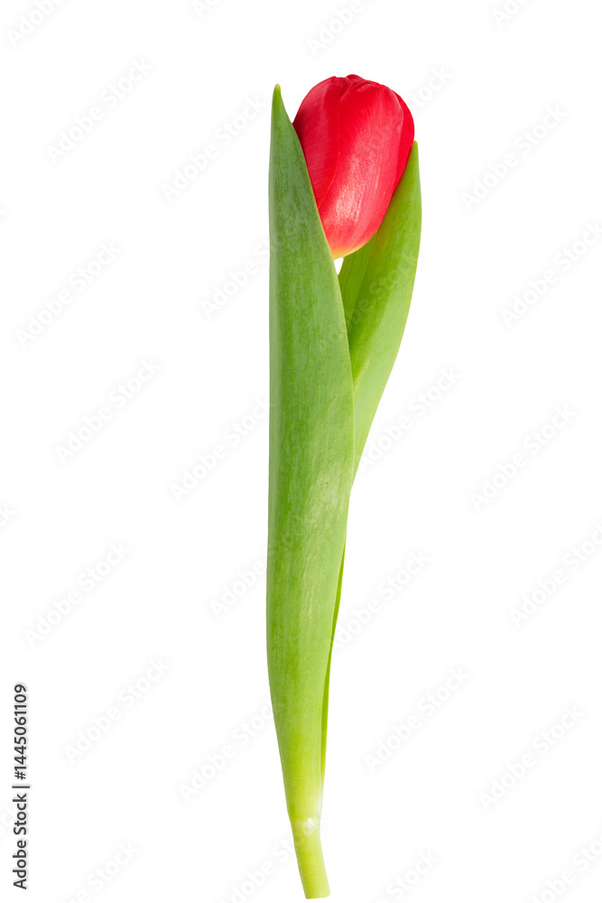 Red tulip flower isolated on transparent background with green leaf and stem