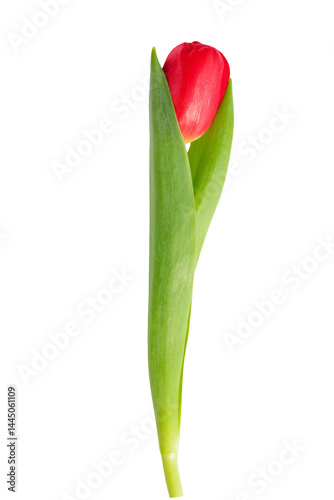 Obraz na płótnie Red tulip flower isolated on transparent background with green leaf and stem w salonie