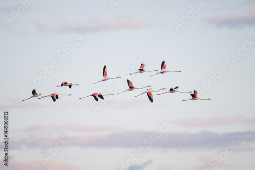 A group of greater flamingos