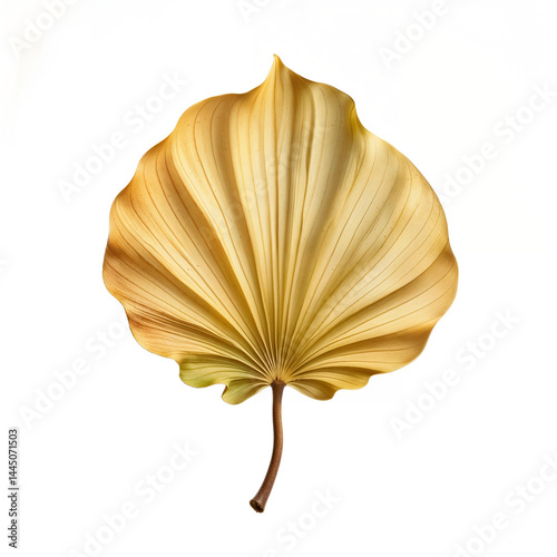 High-resolution close-up of a  leaf, showcasing its smooth, vibrant edges and intricate texture. Ideal for botanical artwork, nature illustrations, and organic themes.