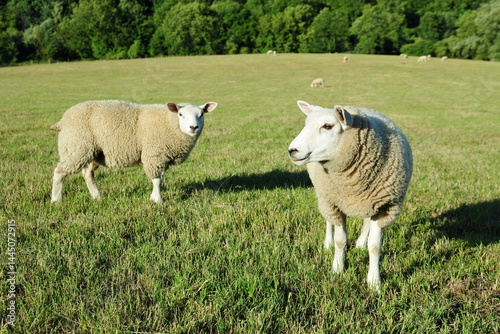 White woolly sheep in a green field