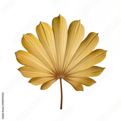 Detailed Leaf with Elegant Curves, Crisp Lines, and a Bright Yellow Tone Captured in High-Quality Resolution