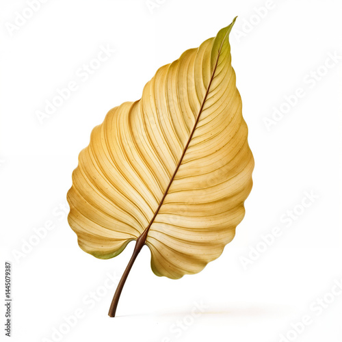 Highly Detailed Leaf with a Smooth Surface, Subtle Yellow Color Gradients, and Natural Organic Aesthetic