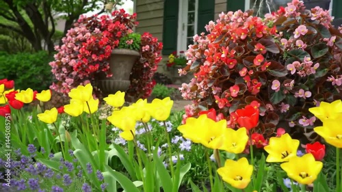 Eye-Catching Floral Display: Tulips, Begonias, and Hanging Baskets for a Vibrant Spring