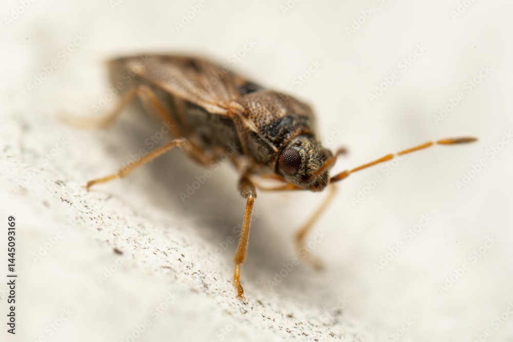 Punaise des massettes – Chilacis typhae sur muret en pierre Punaise des massettes – Chilacis typhae sur muret en pierre