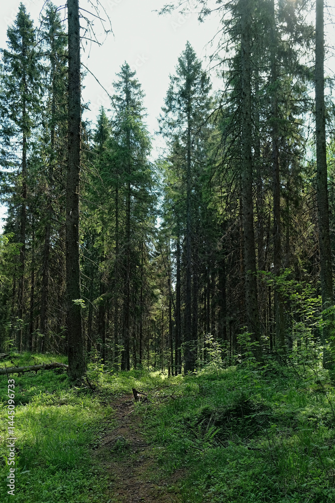 Fototapeta premium Green plants, trees and footpath in summer forest, natural green background. forest scenery. harmony, idyllic landscape. Magical, Fairytale woodland. wildlife, travel concept. Northern forest
