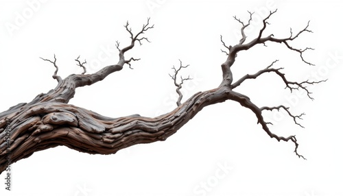Majestic branch growth nature landscape tree silhouette isolated environment artistic viewpoint organic concept