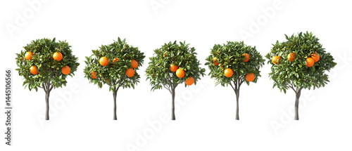 Pack of Orange Trees in Five Different Poses Against Transparent Background for Agricultural Branding, Orchard Promotion, or Botanical Design Projects photo