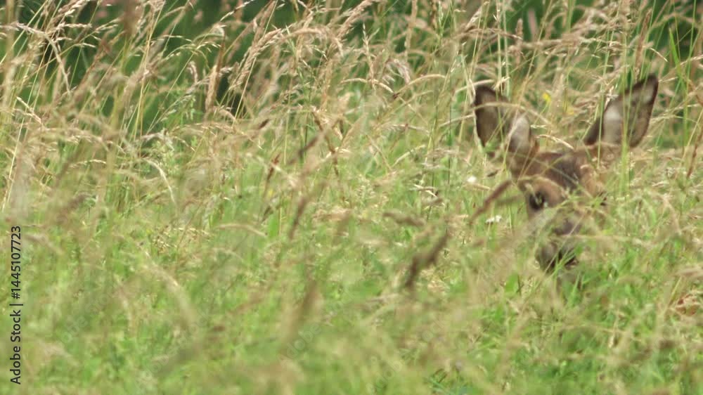 deer hidden in tall grass looking at the camera deer hidden in tall grass looking at the camera